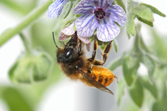 Osmia tricornis