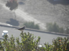 Zonotrichia leucophrys