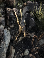 Calochortus fimbriatus