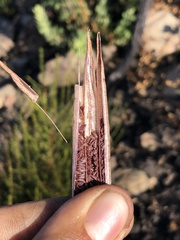 Calochortus fimbriatus