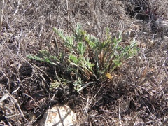 Eschscholzia californica