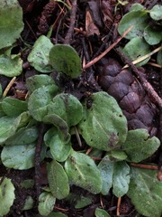 Veronica officinalis