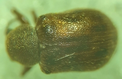 Xanthonia decemnotata