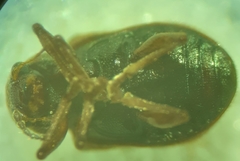 Xanthonia decemnotata