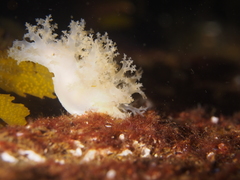 Dendronotus