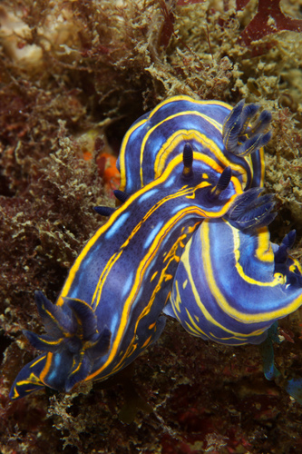 Felimare fontandraui