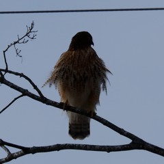 Buteo jamaicensis × lineatus