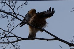 Buteo jamaicensis × lineatus