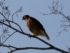 Buteo jamaicensis × lineatus