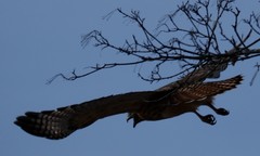 Buteo jamaicensis × lineatus