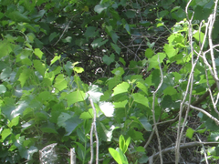 Vitis acerifolia