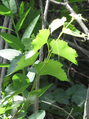 Vitis acerifolia