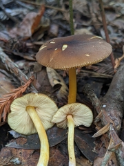 Pluteus romellii