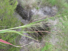 Eragrostis patentissima