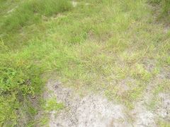 Eragrostis patentissima