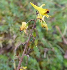 Corydalis casimiriana