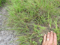 Eragrostis patentissima