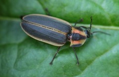 Pyractomena borealis