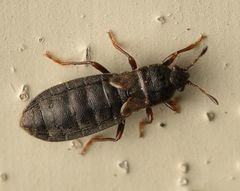 Dimorphopterus spinolae