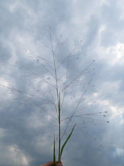 Eragrostis patentissima