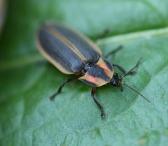 Pyractomena borealis