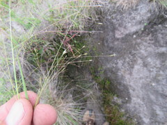 Eragrostis patentissima