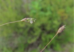 Eragrostis patentissima