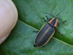 Pyractomena borealis