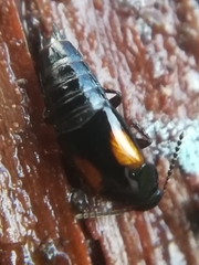 Tachinus subterraneus
