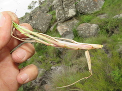 Eragrostis patentissima