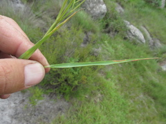 Eragrostis patentissima