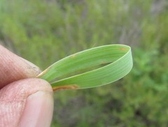 Eragrostis patentissima