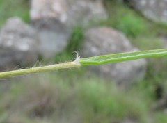 Eragrostis patentissima