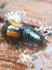 Tachinus subterraneus