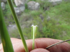 Eragrostis patentissima