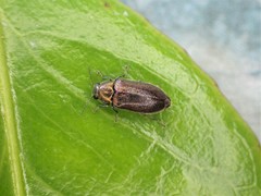 Maoraxia eremita