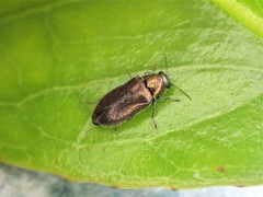 Maoraxia eremita