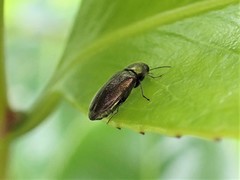 Maoraxia eremita