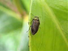 Maoraxia eremita