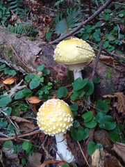 Amanita muscaria formosa