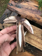 Agaricus incultorum
