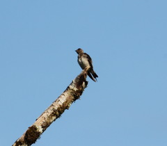 Stelgidopteryx ruficollis