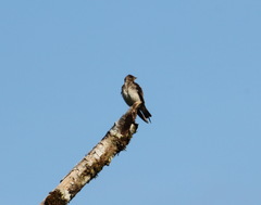 Stelgidopteryx ruficollis