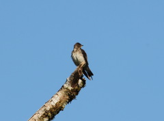 Stelgidopteryx ruficollis