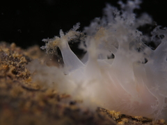 Dendronotus