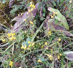 Corydalis casimiriana