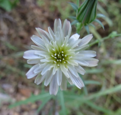 iNaturalist observation photo of California chicory