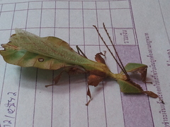 Phylliidae