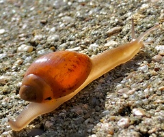 Euglandina rosea