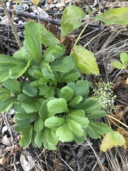 Ligusticum scothicum scothicum